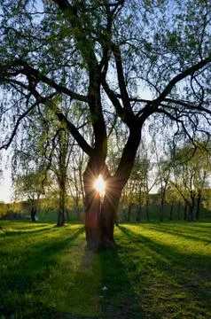 The sun is shining through big tree Stock Photos