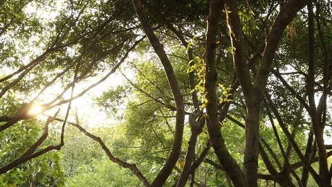 Sun shining through big tropical tree Vídeo Stock 108426507