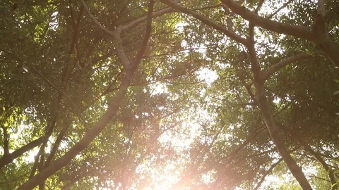 Sun shining through big tropical tree Vídeo Stock 108426543