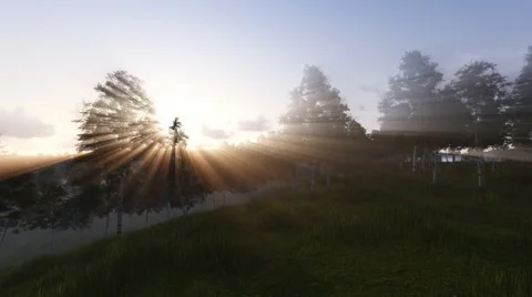 The sun shining through the birch grove Stock Footage 46596434