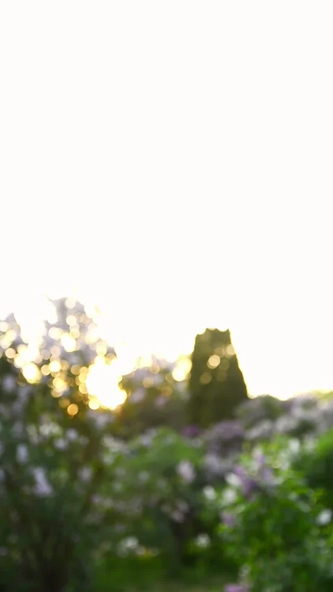 Sun shining through blooming lilac bushes creating beautiful bokeh. Natural.. Vidéo 335156480