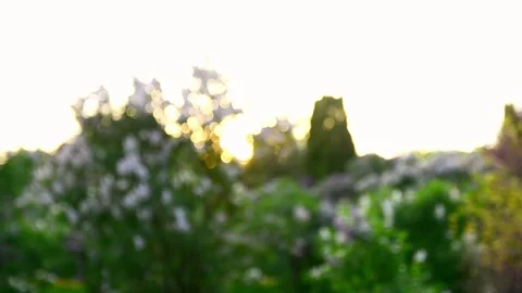 Sun shining through blooming trees with soft bokeh effect. Natural light cr.. Vidéo 335156475