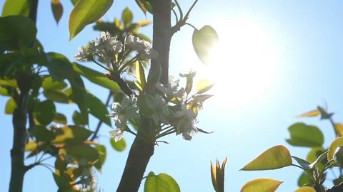 Sun shining through blossom apple flowers in springtime Stock Footage 82700826