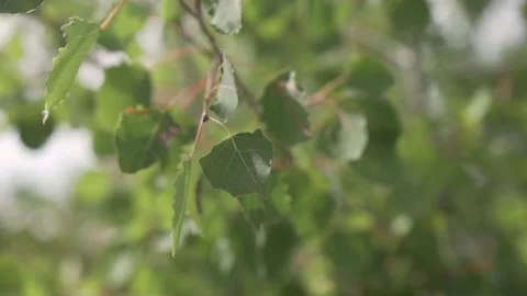 Sun shining through the blowing on wind tree green leaves. Slow motion Stock Footage 146135367
