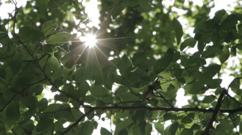 Sun shining through the branches and leaves of trees in a forest Stock Footage 28359911