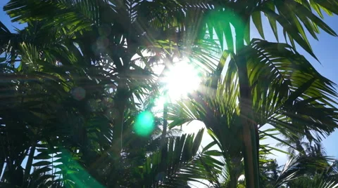 Sun shining through the branches and leaves of palm trees Stock Footage