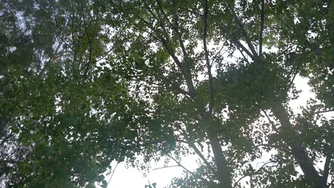 Sun Shining Through The Branches And Leaves Of Trees In A Forest Stock Footage 96721058