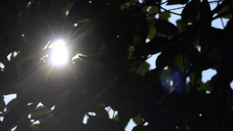 Sun Shining Through The Branches And Leaves Of Trees In A Forest Stock Footage 106019309