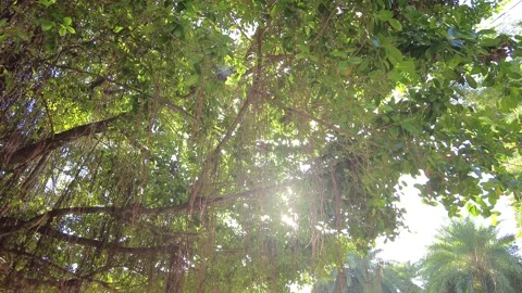 Sun Shining Through The Branches And Leaves Of Trees Stock Footage 143599109