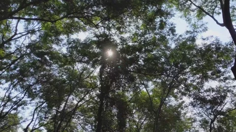 Sun Shining Through The Branches And Leaves Of Trees In A deep Forest Stock Footage 160796098