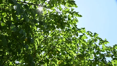 Sun shining through the branches and trees in the sky. Stock Footage 226450902