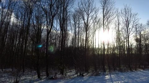 Sun Shining Through Branches of Bare Trees in Snow Covered Forest Stock Photos