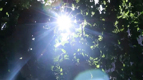 Sun shining through branches Stock Footage 146547537