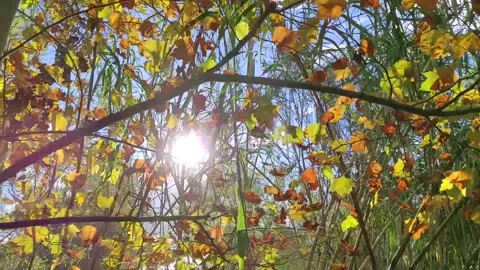 Sun shining through the branches Stock Footage 164651690
