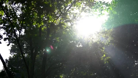Sun Shining Through The Branches Stock Footage 293049075