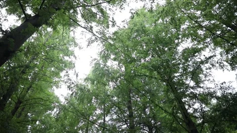 Sun shining through the branches Video stock 310079700