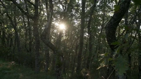 Sun shining through the branches in a forest. Stock Footage 164062596