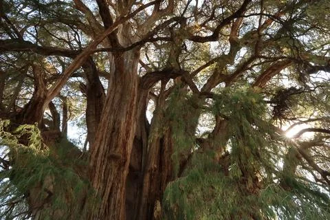 Sun shining through the branches of the giant Tree of Tule, El Arbol del Tule Stock Photos