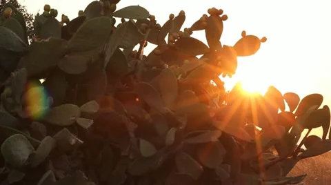 Sun shining through branches of Indian fig cactus Stock Footage 12050067