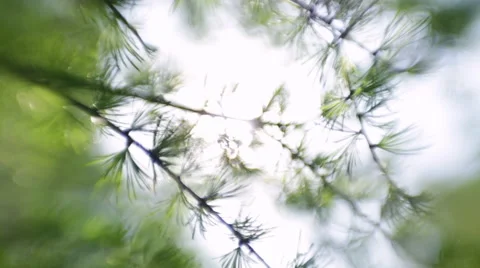 Sun shining through branches of larix tree with new green needles. Видео 49935183