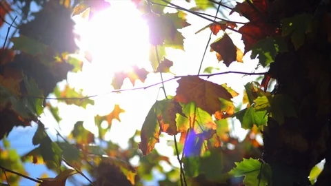 Sun shining through the branches of a leafy tree. Stock Footage 88406631