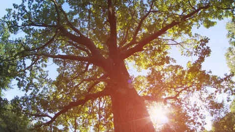 Sun Shining through Branches of Oak Tree in Russian Forest 스톡 동영상 102655264