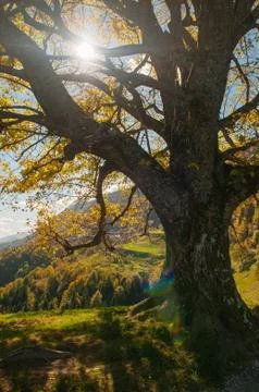 Sun shining through the branches of an old tree Stock Photos