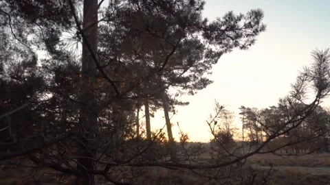 Sun is shining through the branches of pine trees Stock Footage 292924317