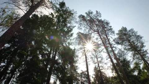 Sun shining through the branches of the pine trees. Pine forest. Low angle view. Stock Footage 312735205