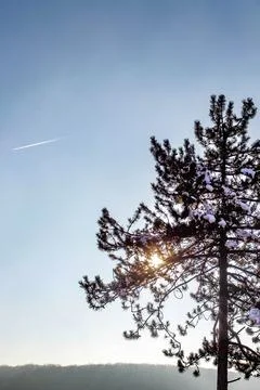 Sun shining through the branches of a pine tree silhoutte Foto stock