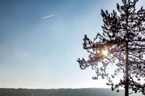 Sun shining through the branches of a pine tree silhoutte Foto stock