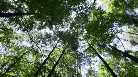 Sun shining through the branches in sunny in forest Stock Footage 219715239