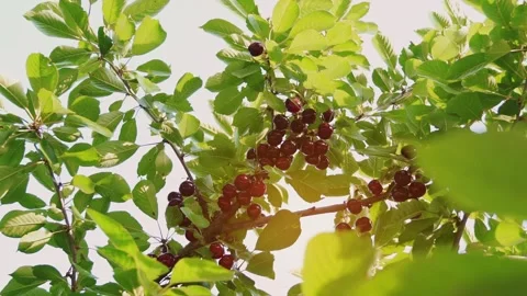 Sun shining through the branches of the sweet cherry. Great harvest. Stock Footage 165740639
