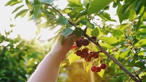 Sun shining through the branches of the sweet cherry. Great harvest. Stock-Footage 165740730
