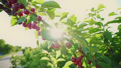 Sun shining through the branches of the sweet cherry. Ripe fruits Stockbeeldmateriaal 165741725