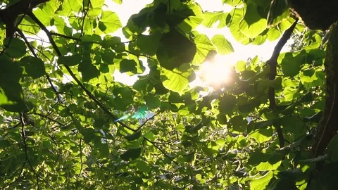 Sun Shining Through Branches of Tree - Moving Slow Motion Stock Footage 96852754