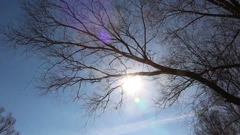 The sun shining through the branches of a tree in early spring Stock Footage 149984754