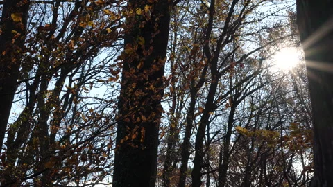 Sun shining through the branches of a tree in a forest Stock Footage 257669295
