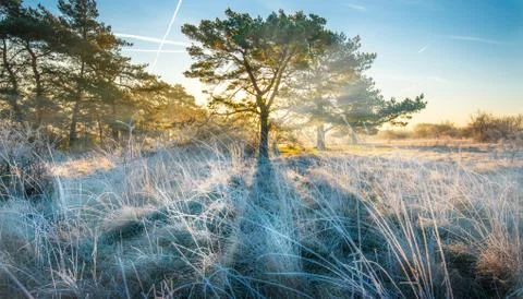Sun shining through the branches of a tree on a field covered with white weed Fotos de archivo
