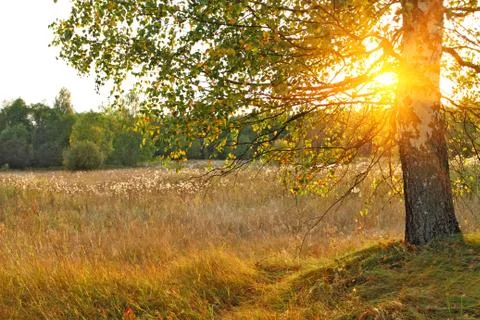 The sun shining through the branches of tree. Stock Photos