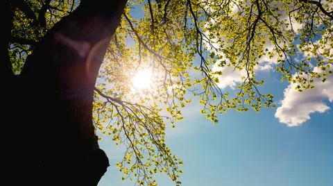 Sun shining through the branches of a  tree in the park. Stock Photos