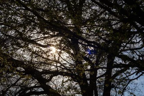 Sun Shining Through The Branches Of A Tree Stock Photos