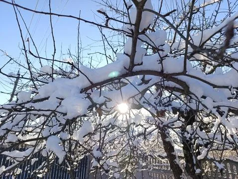The sun is shining through the branches of a tree covered in snow 스톡 사진
