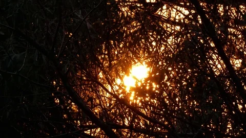 Sun shining through branches trees Stock Footage 78050158