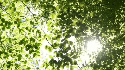 Sun shining through the branches of trees. Stock Footage 82931711