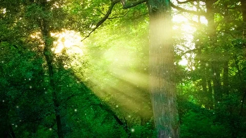 Sun shining through the branches of trees in the forest. Stock-Footage 84008911