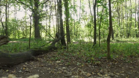 Sun shining through branches of trees in spring park. Forest landscape with Stock Footage 127853564