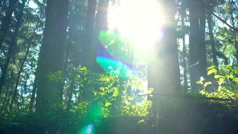 Sun shining through the branches of trees. Forest after rain. Stock Footage 155348395