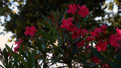 Sun shining through a bush with pink flowers Stockbeeldmateriaal 129380898