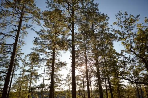 Sun shining through canopy of tall trees in forest Stock Photos